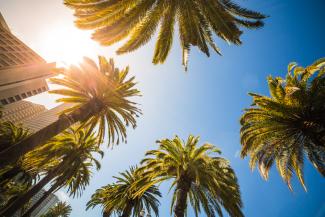 blue sky seen through palm trees